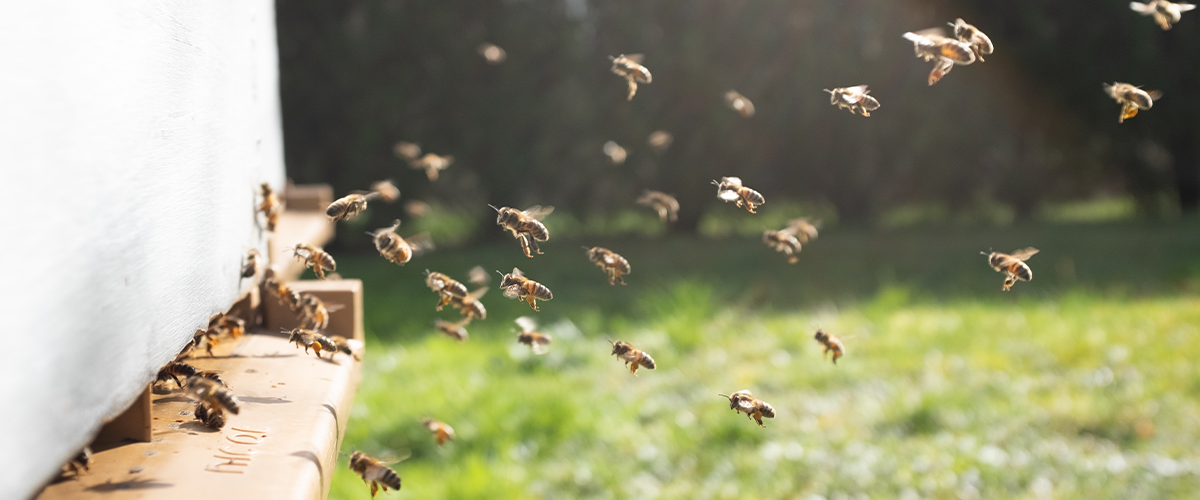 Header Bienensponsoring